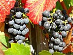 Wein Mittelburgenland Lutzmannsburg