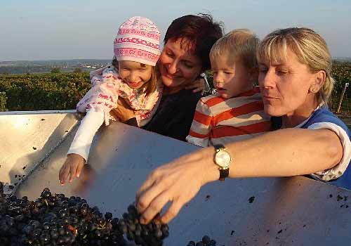 Weinlese i nLutzmannsburg Frankenau