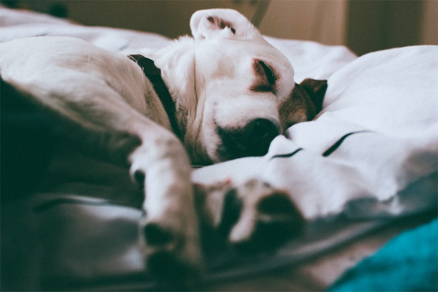 Wellness mit Hund in den Thermen Österreichs › Ihr Wellnessurlaub